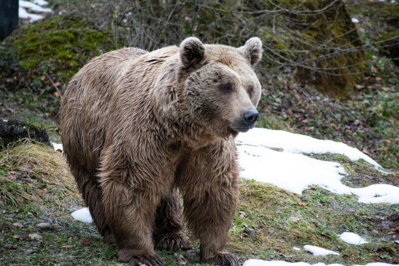 2 Kings 2:23–25: God Sent Bears to Kill Kids