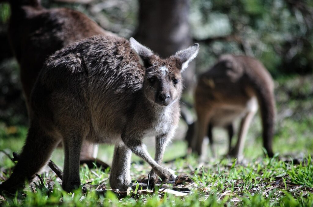 kangaroo, australia, marsupial, animal, wild, mammal, fur, grass, kangaroos, pouch, nature, aussie, kangaroo, kangaroo, kangaroo, kangaroo, kangaroo, australia, australia, kangaroos